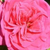 Roze - Grandiflora-floribunda roos - Sidney Peabody